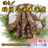 【大サイズ厳選】 瞬間冷凍 車海老 500g(大)(12~14尾)【一級品厳選】
