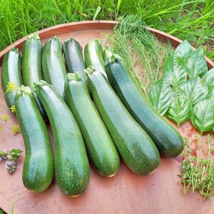 【無農薬・無肥料・除草剤等不使用】自然栽培の固定種ズッキーニ1.5㎏とハーブ3種
