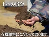 【一度は食べて頂きたい！】和梨みたいな青森県産りんご「樹上完熟葉とらず星の金貨」