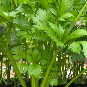 ハウスで作る、セロリ