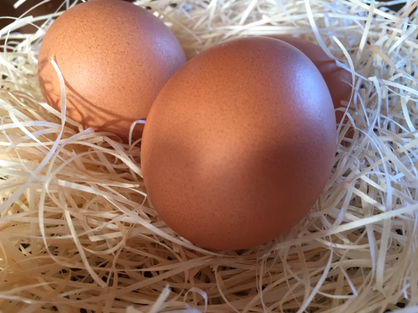 月2回発送：定期便/クール便：納豆菌の仲間『枯草菌』で育てた鶏のたまご