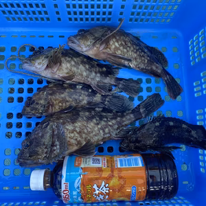 鮮度抜群カサゴ(小から大）5匹で１kg