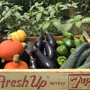 食べ頃”旬”野菜せっと（8品）クール便【農薬、化学肥料なし】