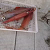 一本釣りで採った！急速冷凍した剣先イカ（墨袋処理済み）