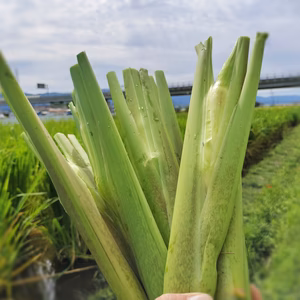 【期間限定】✨自然栽培  マコモダケ