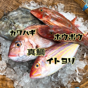 天然真鯛と鮮魚のBOX（小）腹だし処理可能