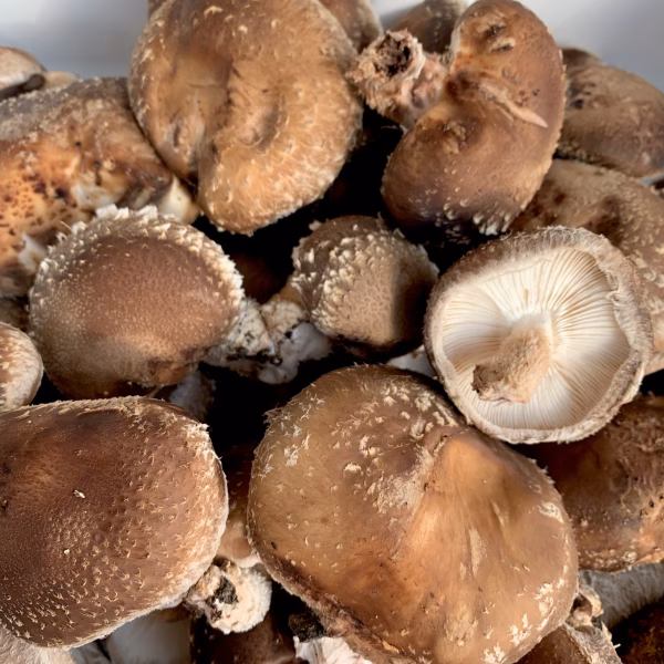 【本日のワケあり原木しいたけ】ダメしい（※クレームなしでご購入くださる方限定）