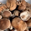 【本日のワケあり原木しいたけ】ダメしい（※クレームなしでご購入くださる方限定）