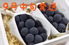 9月中旬発送【信州産】種無し巨峰 