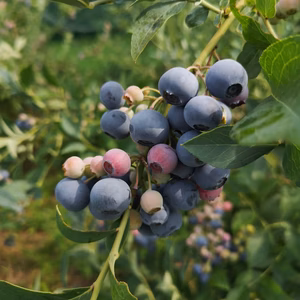 《自然栽培》ラビットアイ系　ブルーベリー　500g