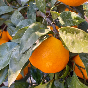 大人気 小粒みかん　レモンつき