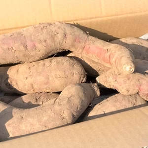 【採れたて土付き】ちょっと訳あり紅はるか3kg　ねっとり甘いさつまいも