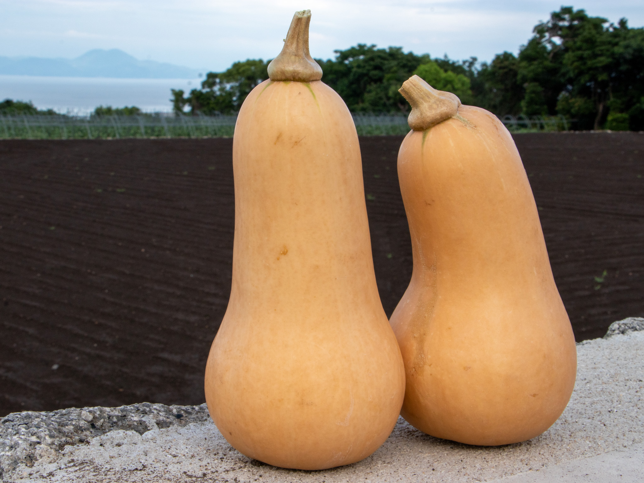 野菜が苦手な子も食べやすいバターナッツかぼちゃ｜3個 約2kg｜かぼちゃの商品詳細｜ポケットマルシェ｜産地直送で旬の食材が生産者(農家・漁師)から届く 自然栽培のかぼちゃ 《 バターナッツ3個 約3.2kg 》