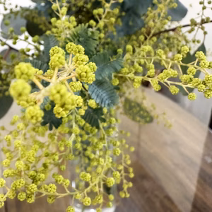 【ふわふわのミモザ10本〜つぼみ〜】蕾がふわふわ咲き始めました！順次出荷中！