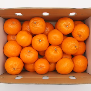 愛媛県産ポンカン