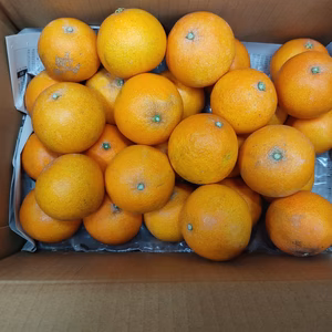 家庭用こぶりちゃん　樹上完熟まどんな【愛媛果試第28号】　３キロ