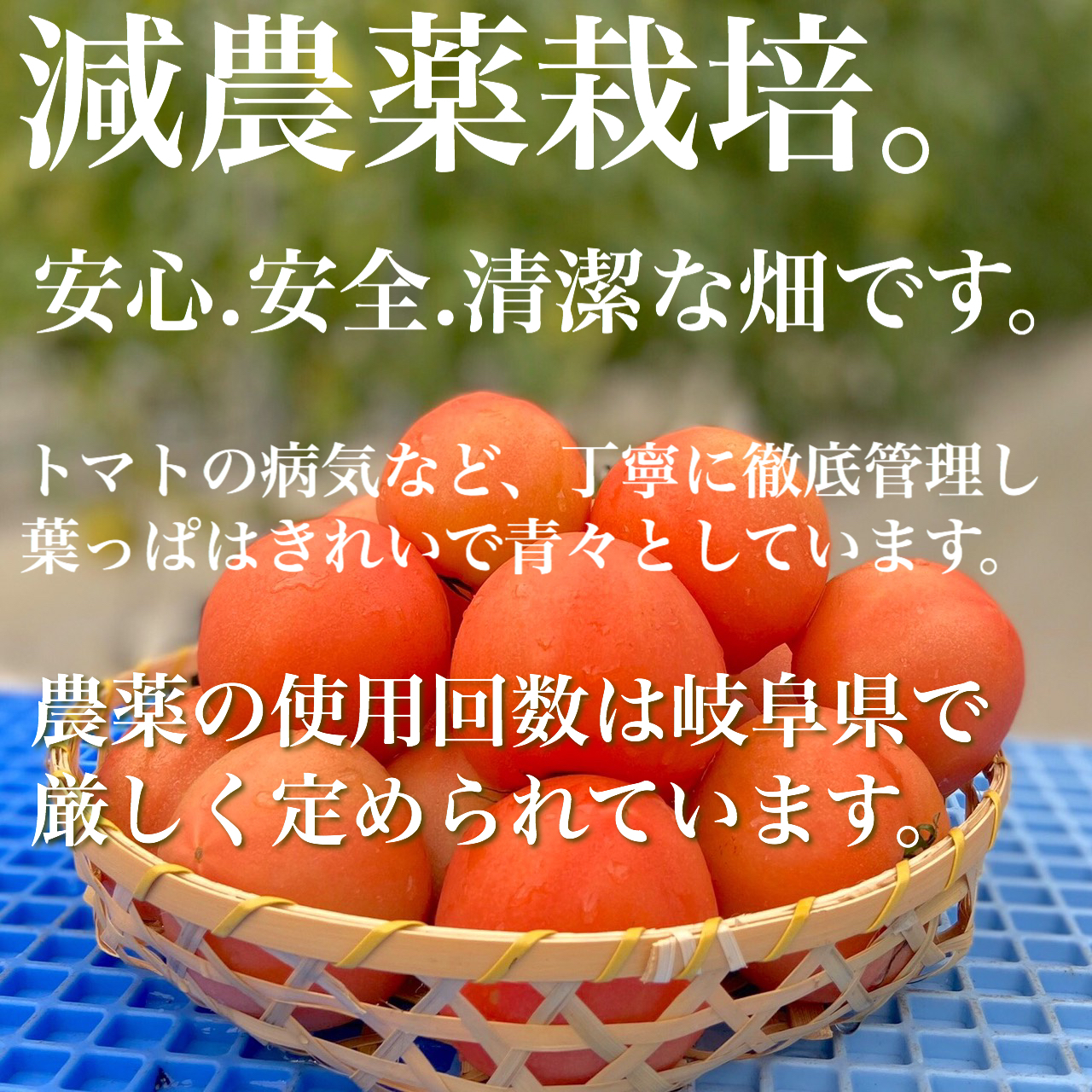 5月末頃終了【豊作200円引き中‼️】⭐️甘い♡ミニトマト