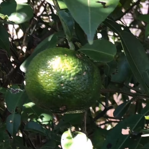 青柚子つき❗子供に食べさせたい野菜✨✨ばぁばの野菜❗❗✨✨