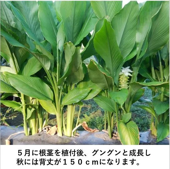 秋ウコン粉末　栽培期間中は農薬・化学肥料は使用せず　大分県産