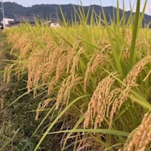 【限定7、月1定期】新米　安曇野コシヒカリ白米10kg