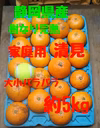 静岡県産　樹なり完熟　清見　家庭用　バラ　約5kg