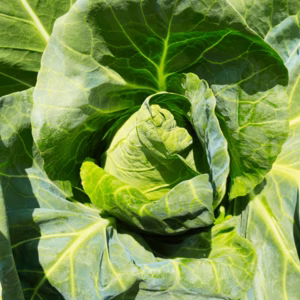 農薬不使用の旨キャベツ！今だけの柔らかいキャベツを是非！【数量限定】