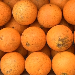 【家庭用・無農薬】ジュース•デザート用　ネーブル5kg/箱