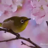 kmmti