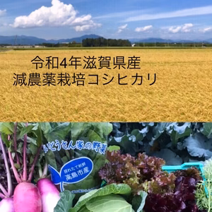 ないとうさん家のお米➕採れたて野菜セット♪