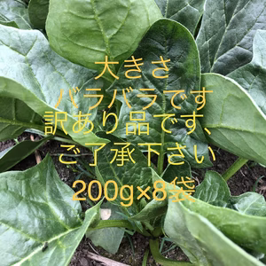 常温発送です❕冬越しのほうれん草❕