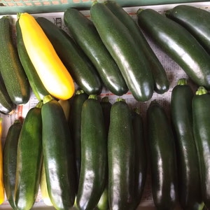 ☆朝採り☆自然栽培ズッキーニ(無農薬・無化学肥料)