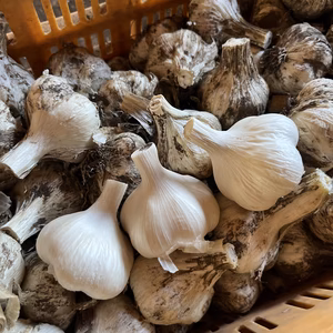 訳あり土付き「田子にんにくMサイズ」7月中旬以降お届け