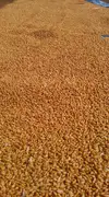 自然栽培小麦粉　シロガネコムギ　1kg