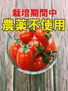 【栽培期間中農薬不使用】おいしくて止まらない！しあわせのトマト
