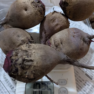 訳あり品‼️120g〜200g中玉、甘い八ヶ岳のビーツ