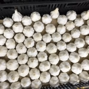 これぞ『夏にピッタリ』! ガツンとくるにんにく