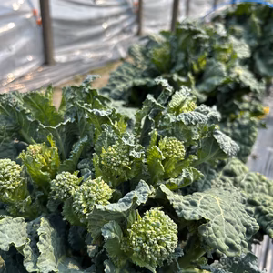 【採れたて発送】愛知県豊田市旭産 アレッタ 500g