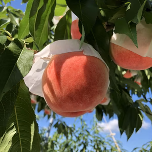 飛騨桃（ももか）1.8㎏入（５玉or６玉）