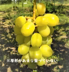【訳あり品】シャインマスカット 長野県産 9月中旬～