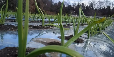 オヤジが言った「今年はなんとか一安心」