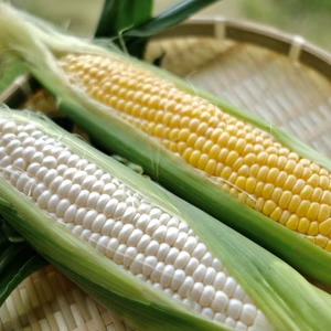 果物農家が育てるあまーいトウモロコシセット