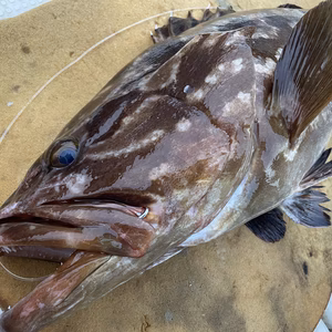 【松島産】天然クエ（7.4kg）
