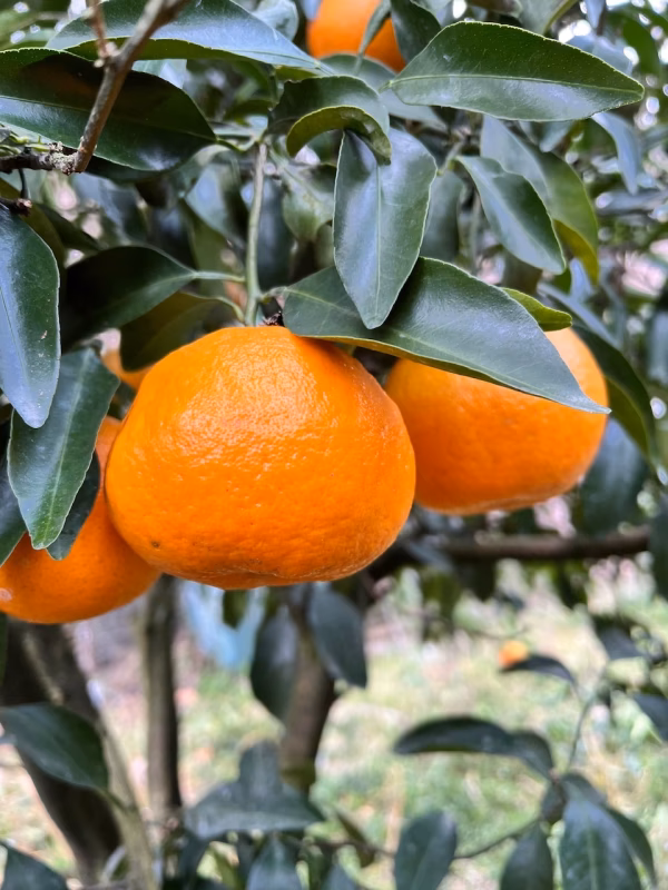 今が旬☆爽やかな香り♪愛媛県産 完熟「ポンカン」