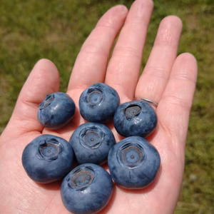 ノーザンハイブッシュ大粒ブルーベリー3Ｌ(25mm)贈答品用     