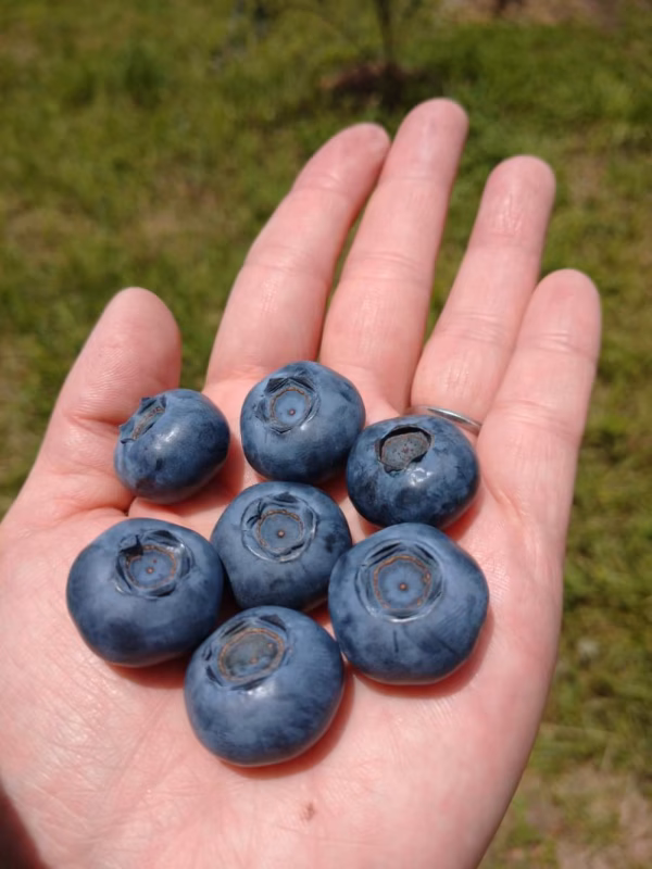 ノーザンハイブッシュ大粒ブルーベリー3Ｌ(25mm)贈答品用     