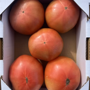 【大きめ限定】大きいトマトだから美味しい！大玉トマト1.5㎏箱　