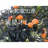 忍様専用ページ‼️　和歌山産　清見オレンジ　家庭用