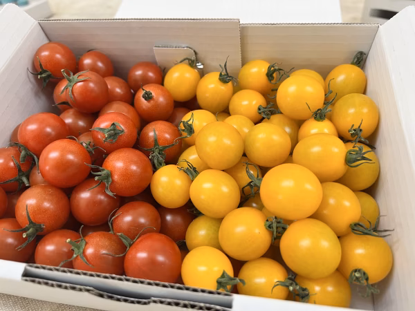 あぽろん！！　赤と黄色のミニトマト1㎏