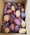 【送料無料‼】農薬化学肥料不使用‼︎今が旬！カラフルじゃがいも詰め合わせ