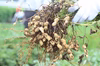 【数量限定】日本一の八街産落花生(煎り)200g×4パック